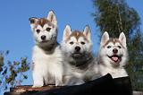 SIBERIAN HUSKY 725